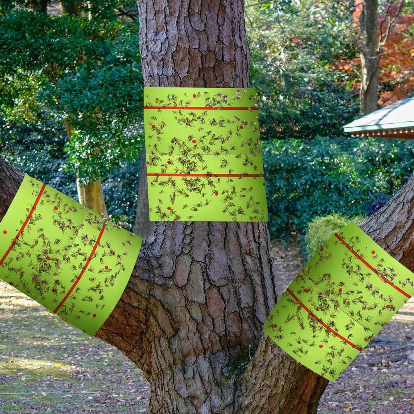 Qualirey 6 Rolls Spotted Lantern Fly Traps 30 Feet Each Roll Fly Tree Trap Sticky Strips Outdoor Fruit Glue Strips Disposable Tape Indoor Paper Sheets for Protecting Trees(Green)
