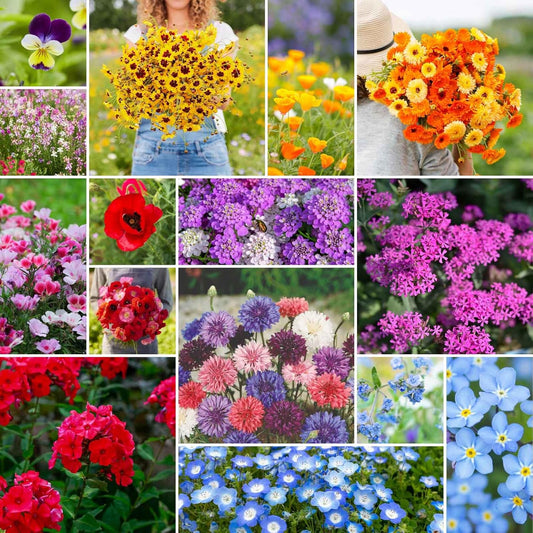 Eden Brothers Shorty Low Grow Wildflower Mixed Seeds for Planting, 1 lb, 480,000+ Seeds with Calendula, Cornflower | Attracts Pollinators, Plant in Spring or Fall, Zones 3, 4, 5, 6, 7, 8, 9, 10