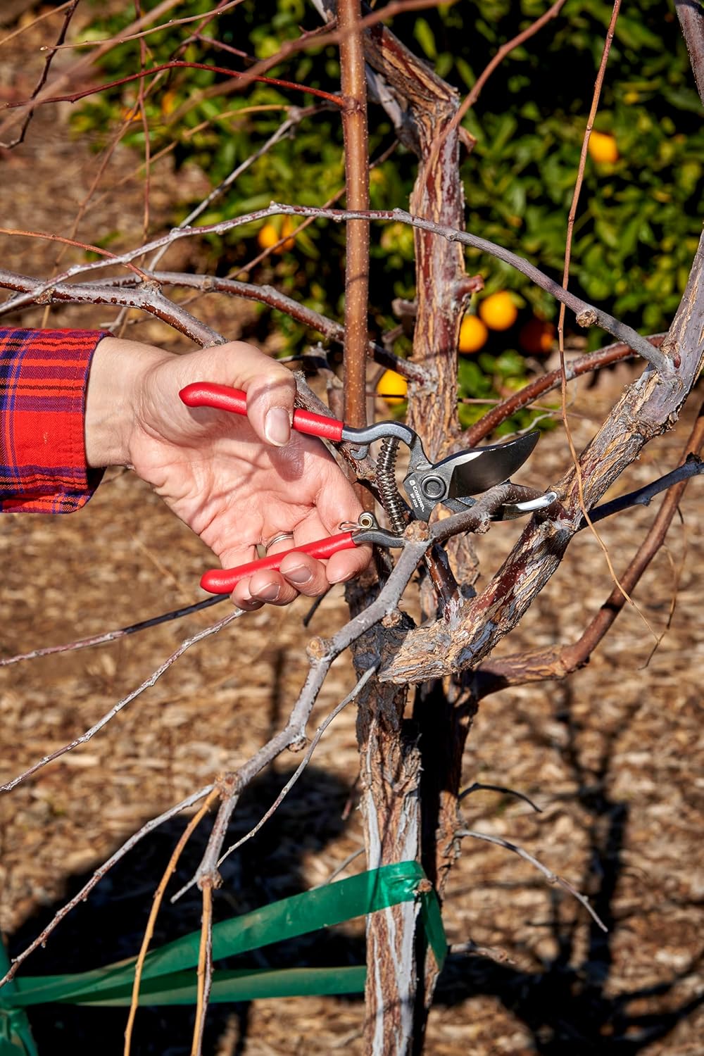 Corona Tools | ClassicCUT Forged Bypass Pruning Shears for Gardening | Cuts Branches and Stems up to 1/2-inch in Diameter | BP 3130