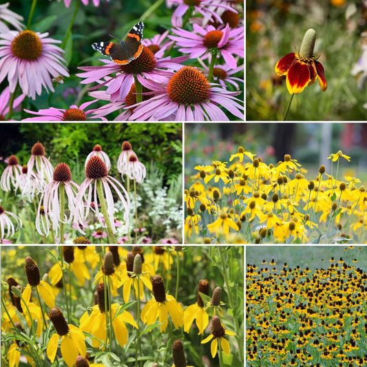 Eden Brothers Conehead Flower Mixed Seeds for Planting, 5 lb, 2,400,000+ Seeds with Prairie Coneflower, Mexican Hat | Attracts Pollinators, Plant in Spring or Fall, Zones 3, 4, 5, 6, 7, 8, 9, 10