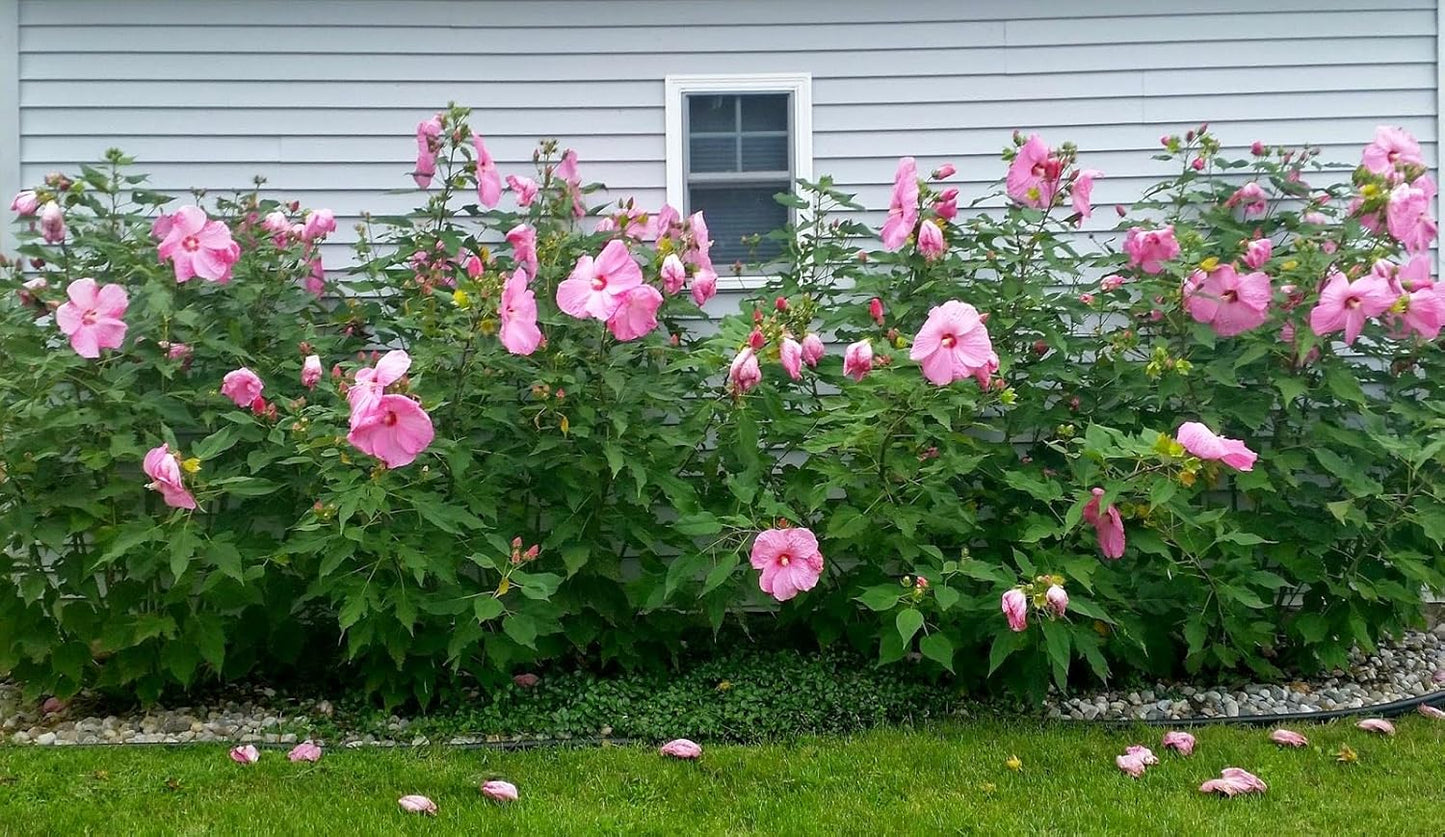 Pink Hibiscus. rosa-sinensis. Live Plant - Tropical Blooming Hibiscus, Pretty Flowers, Used in Tea and Juice (2 Pink Hibiscus Cups)