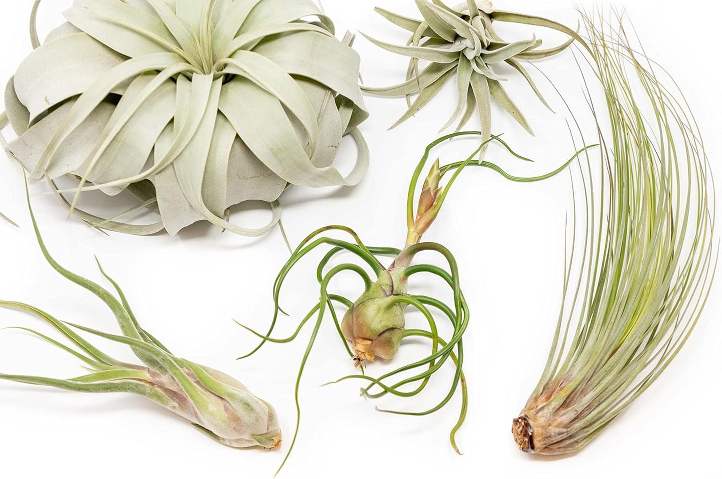 10 Pack of Large Tillandsia Air Plants - Xerographica, Juncea, Bulbosa, Caput Medusae & Harrisii- Live Succulent House Plants Availabe in Wholesale and Bulk - Easy Care Indoor and Outdoor Plant