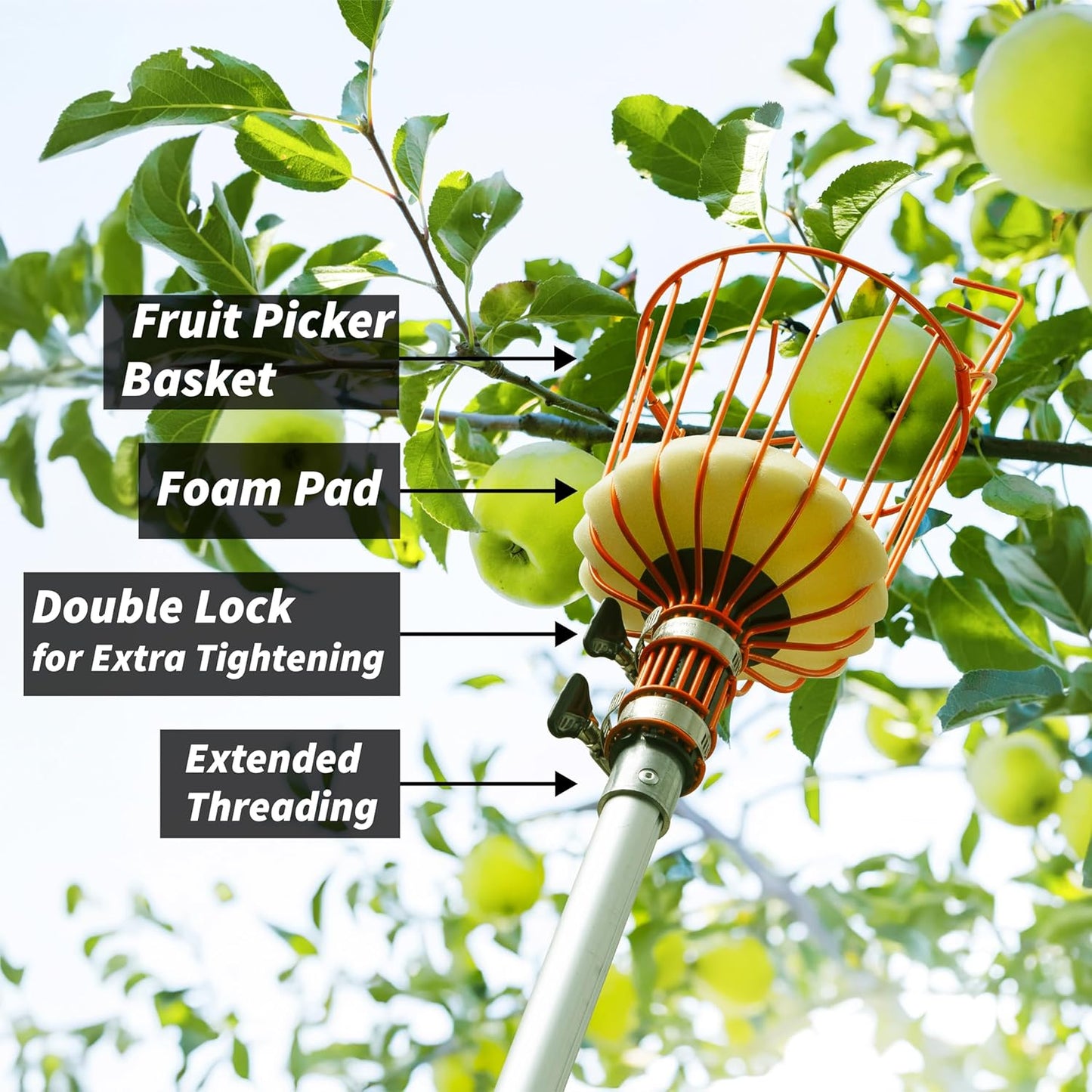 Fruit Picker Pole with Basket Telescoping 4-12 ft Apple Picker Extension Pole // Telescopic Fruit Tree Picker Tool for Picking Orange Mango Avocado Lemon Pear // The Ultimate High-Reach Fruit Grabber