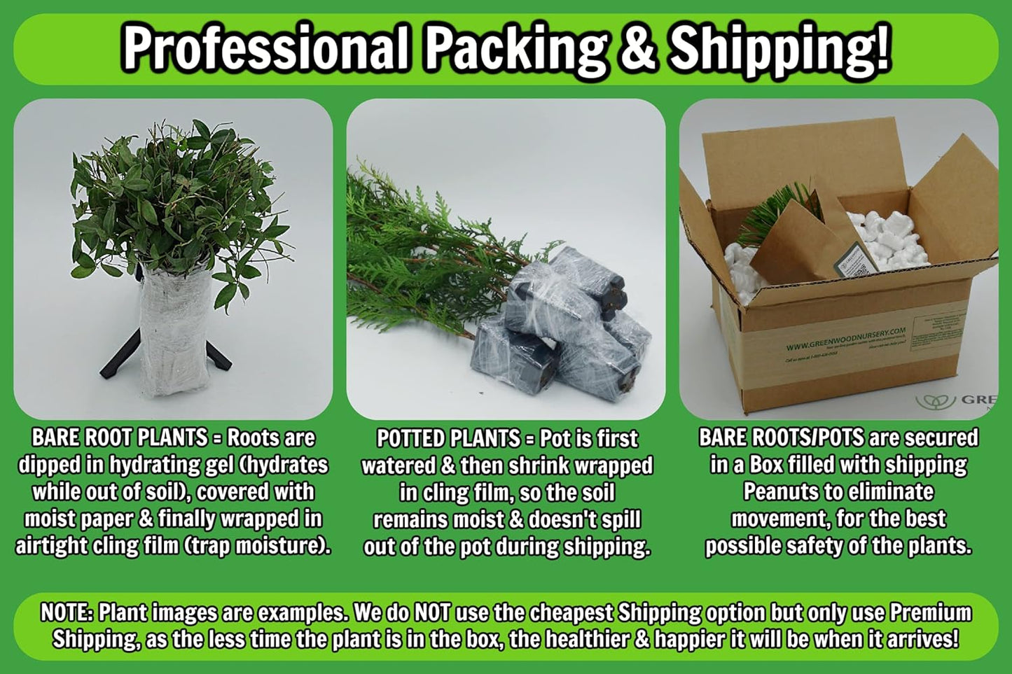 Greenwood Nursery: Live Perennial Plants - Creeping Rosemary + Rosmarinus Officinalis Prostratus - [Qty: 1x 3.5 Pot] - (Click for Other Available Plants/Quantities)