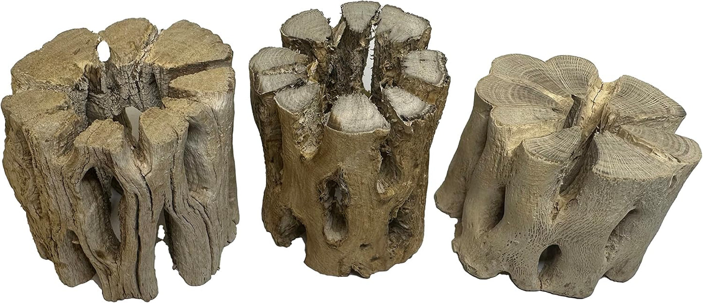 3 Natural Cholla Wood Air Plant Display Holders 2 inch Individually Unique Round Decorative Stands