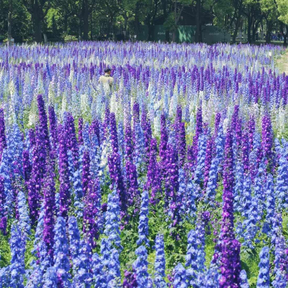 Consolida Ajacis Larkspur Flower Seeds Pack of 500+ Flower Seeds for Planting