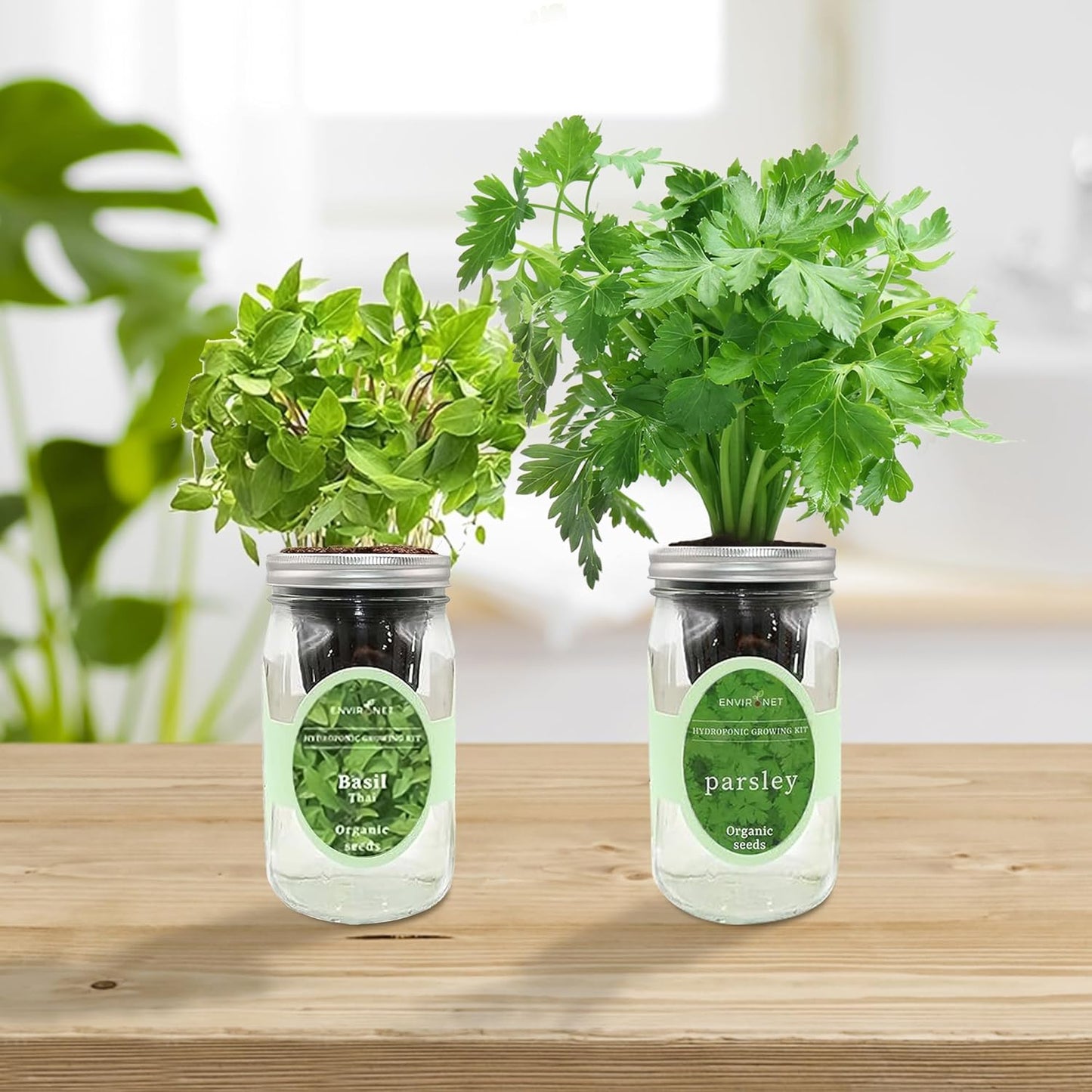 2-Pack Hydroponic Mason Jar Herb Garden Kit, Indoor Herb Garden Self-Watering Starter Kit (Thai Basil,Parsley)