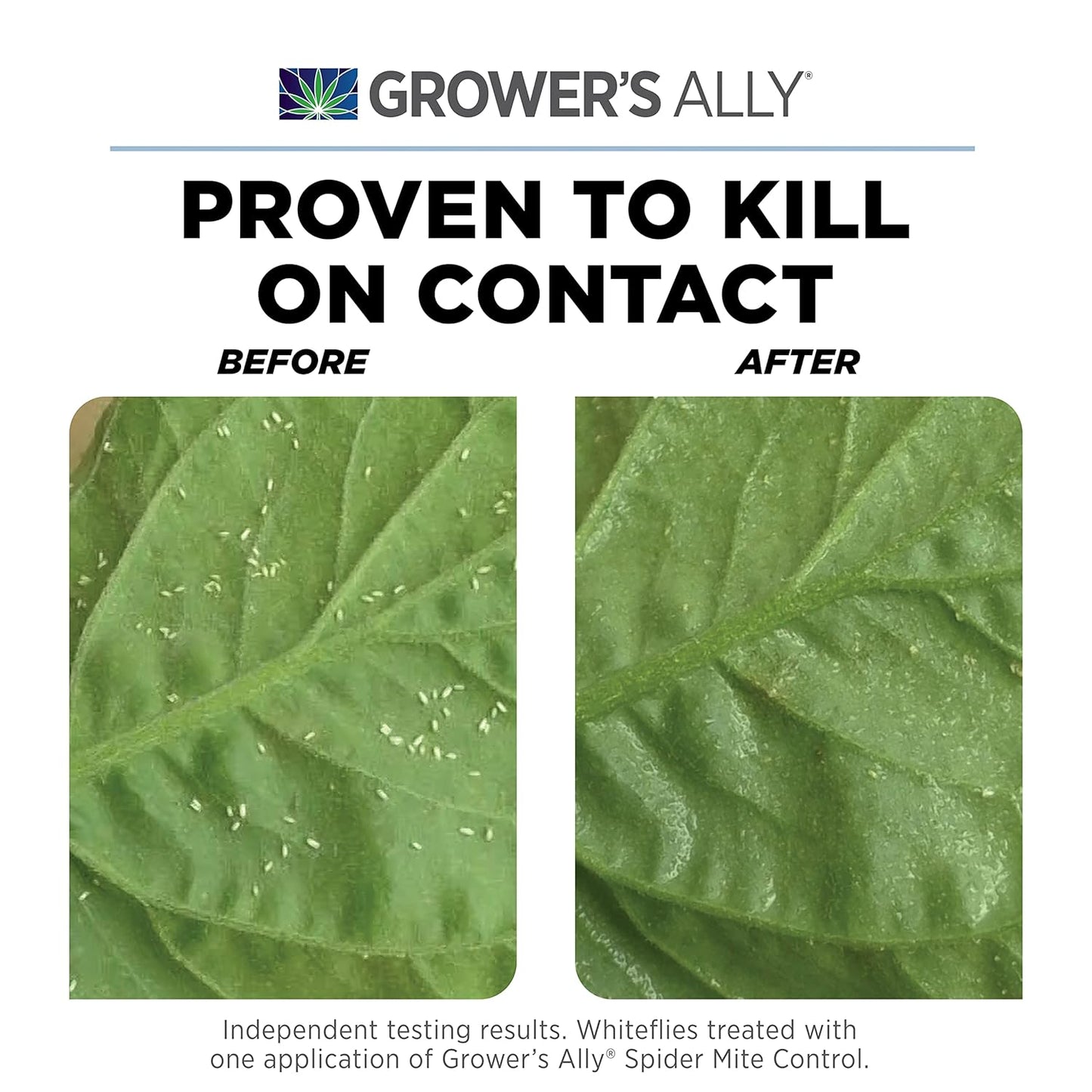 Grower's Ally Spider Mite Control Concentrate 1 qt | Natural Spider Mite & Insect Killer with Rosemary Oil - Trusted by Cultivators for Indoor and Outdoor Use - Makes 100 Gallons