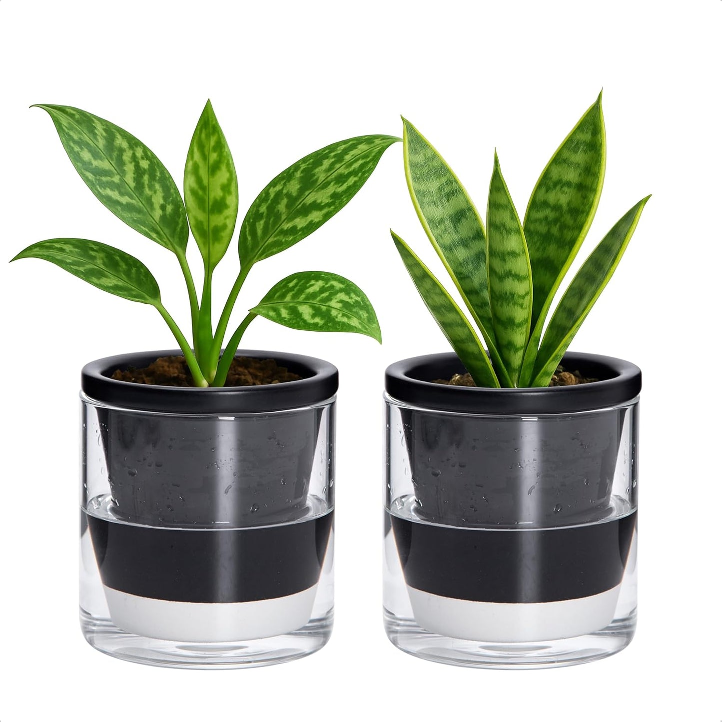 D'vine Dev 4 Inch Design Self Watering Planter for Indoor Plants, Black Terracotta Pot with Cylinder Glass Cup, Set of 2, 37-Y-A-3