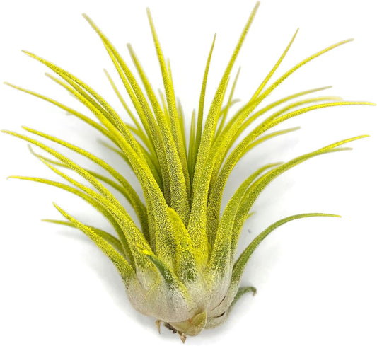 Ionantha Guatemala Tillandsia Air Plant, Guatemala Tillandsia Live Airplant, Healthy Arrival Guaranteed, Great Indoor Plant, Home Decor & Gift (Yellow)