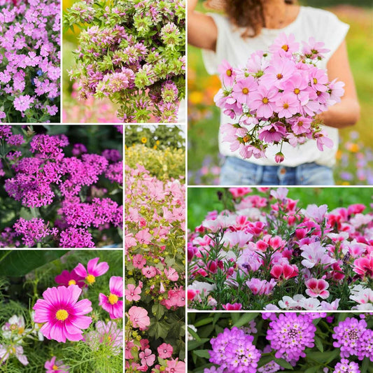 Eden Brothers Pretty in Pink Wildflower Mixed Seeds for Planting, 1/4 lb, 120,000+ Seeds with Candytuft, Rose Mallow | Attracts Pollinators, Plant in Spring or Fall, Zones 3, 4, 5, 6, 7, 8, 9, 10