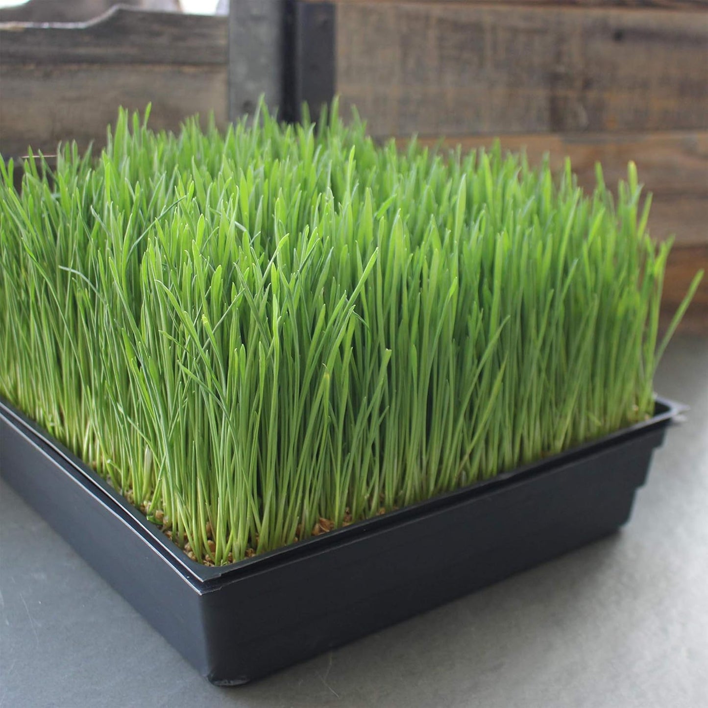 10-Pack 1010 Garden Growing Trays Without Drain Holes - 10" x 10" Plastic Plant Trays No Holes - Wheatgrass Sprouting Tray, Microgreens Seed Tray, Hydroponic Trays, Nursery Flats, Greenhouse Supplies