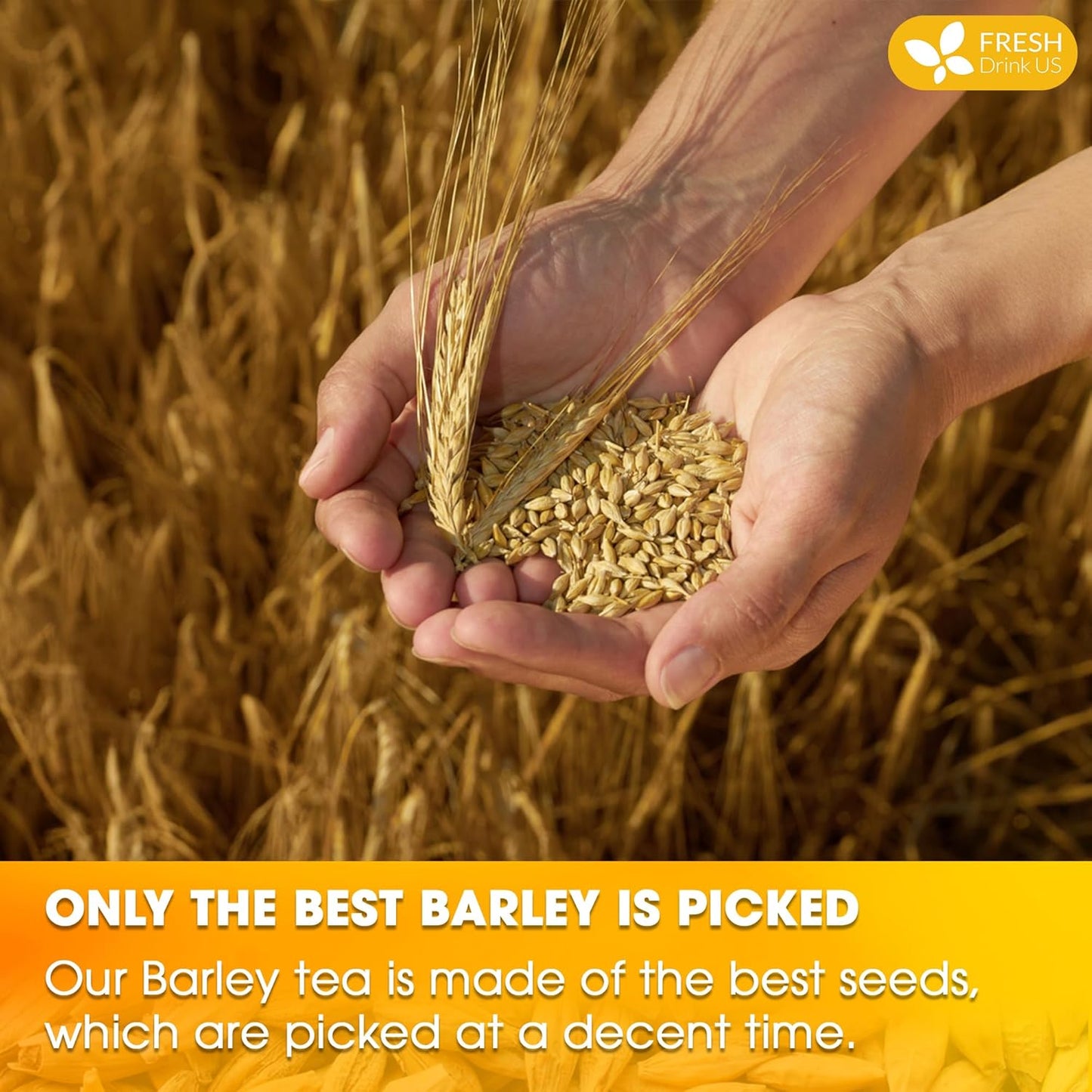 FreshDrinkUS Premium 50 Barley Tea Bags, 100% Natural & Pure. Loose Barley Herbal Tea. Made with Natural Material Tea Bags. No Sugar, No Caffeine, No Gluten, Vegan