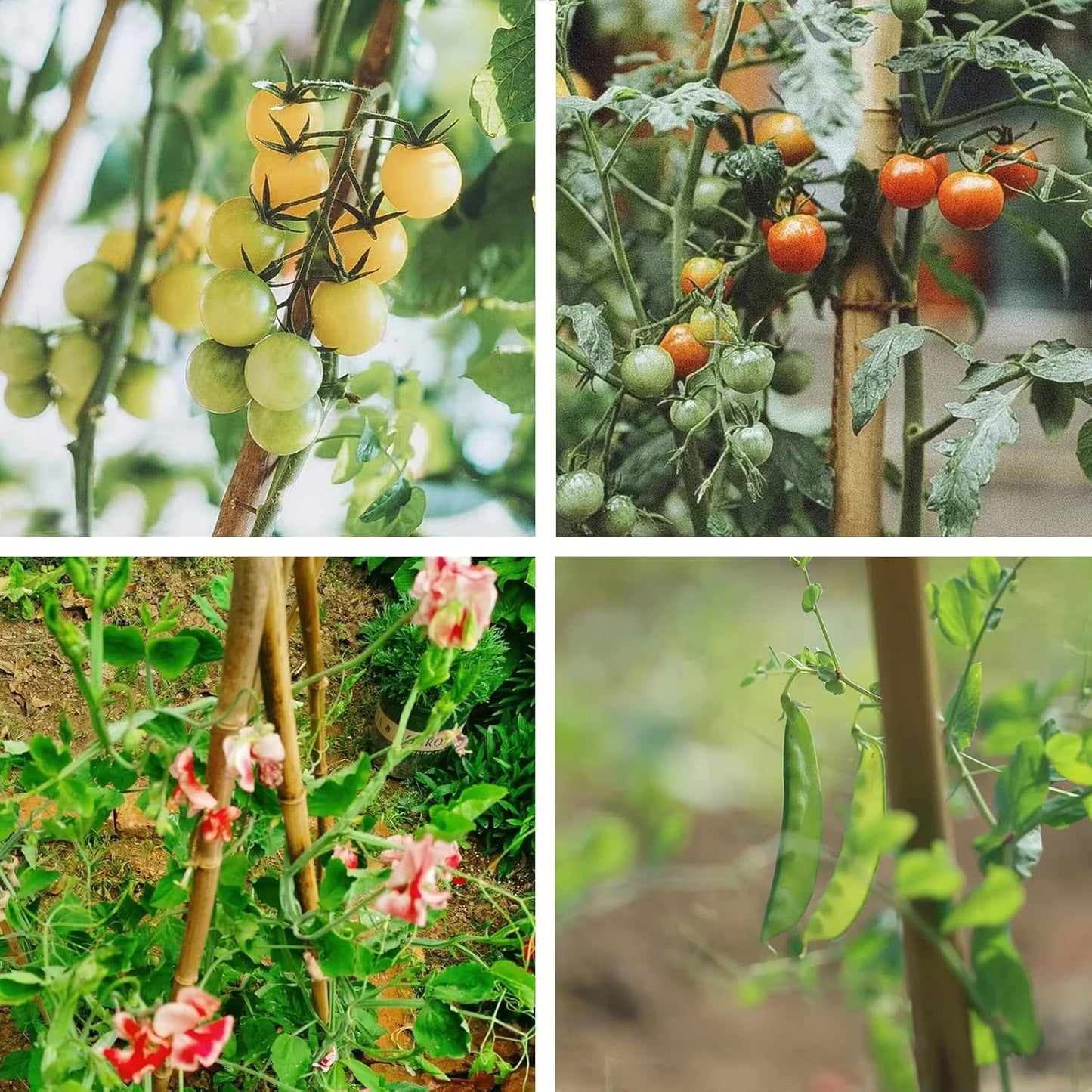 Bamboo Stakes 2FT Garden Stakes Plant Stakes for Indoor Potted Climbing Plants Poles Sticks Support Peppers Orchid Daffodils 30 Pack