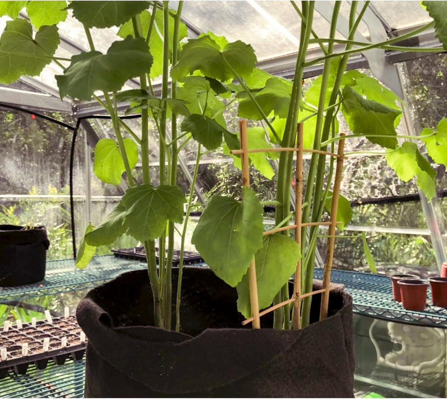 20 Pack 16" Bamboo Trellis for Climbing Plants-Natural Garden Ladder Fan -Shaped Plants Support Trellis for Potted Plant Decor in Door