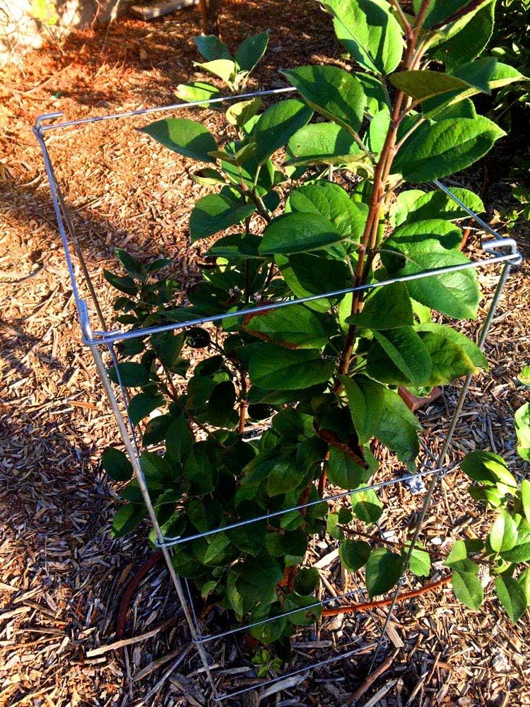 Galvanized Square Folding Tomato Cage Plant Support Stake Tower 12 inch by 46 inch, Pack of 5 Sets(