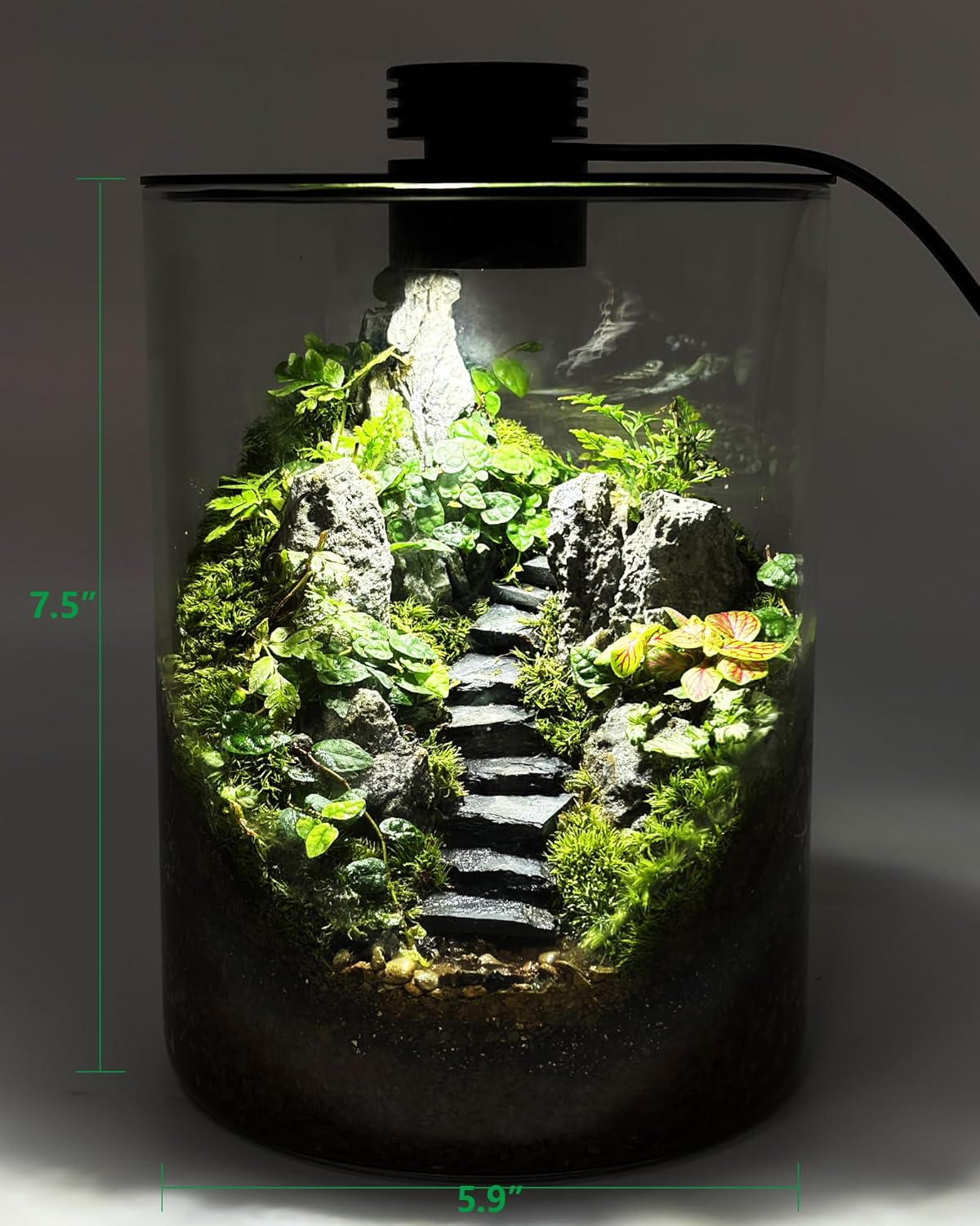 Desktop Glass Terrarium with Grow Light (7.5" H x 5.9" D) - for Succulents, Moss, Mini Gardens, Betta Fish Tanks, Mushroom Cultivation | Indoor Plant Growth | Office/Home Decor | Plant Lover Gifts