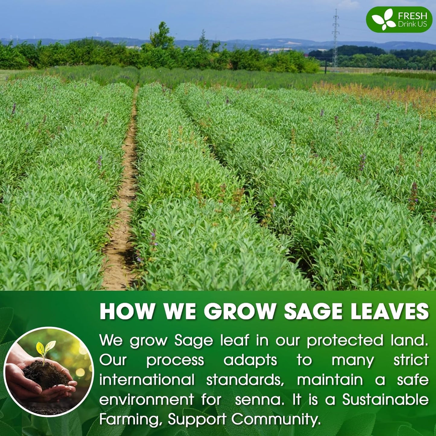 FreshDrinkUS Premium 135 Sage Leaf Tea Bags, 100% Natural & Pure. Loose Leaf Sage Herbal Tea. Made with Natural Material Tea Bags. No Sugar, No Caffeine, No Gluten, Vegan