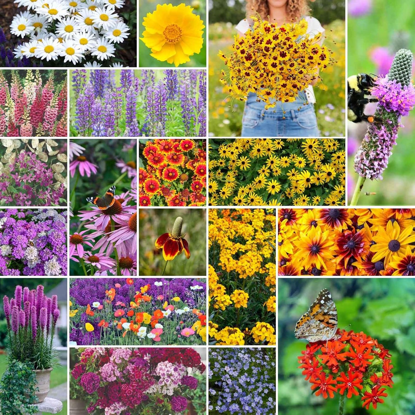 Eden Brothers All Perennial Wildflower Mixed Seeds for Planting, 50 lb, 24,000,000+ Seeds with Lupine, Shasta Daisy | Attracts Pollinators, Plant in Spring or Fall, Zones 3, 4, 5, 6, 7, 8, 9, 10