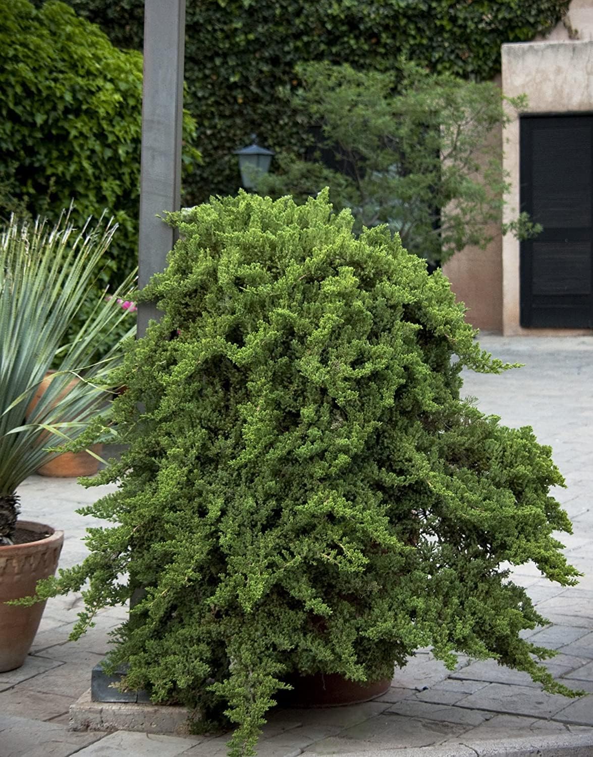 Juniper Procumbens Nana - 20 Live Plants - Drought Tolerant Evergreen Groundcover - Great for Bonsai