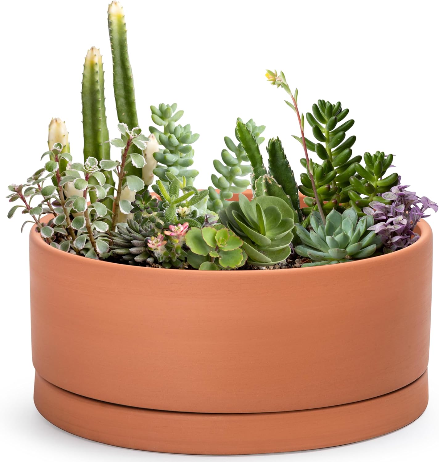 D'vine Dev 12 Inch Succulent Terracotta Shallow Pot with Drainage Hole and Saucer, Round Cylinder Planter Pot for Plant Flower, 40-Y-C-0