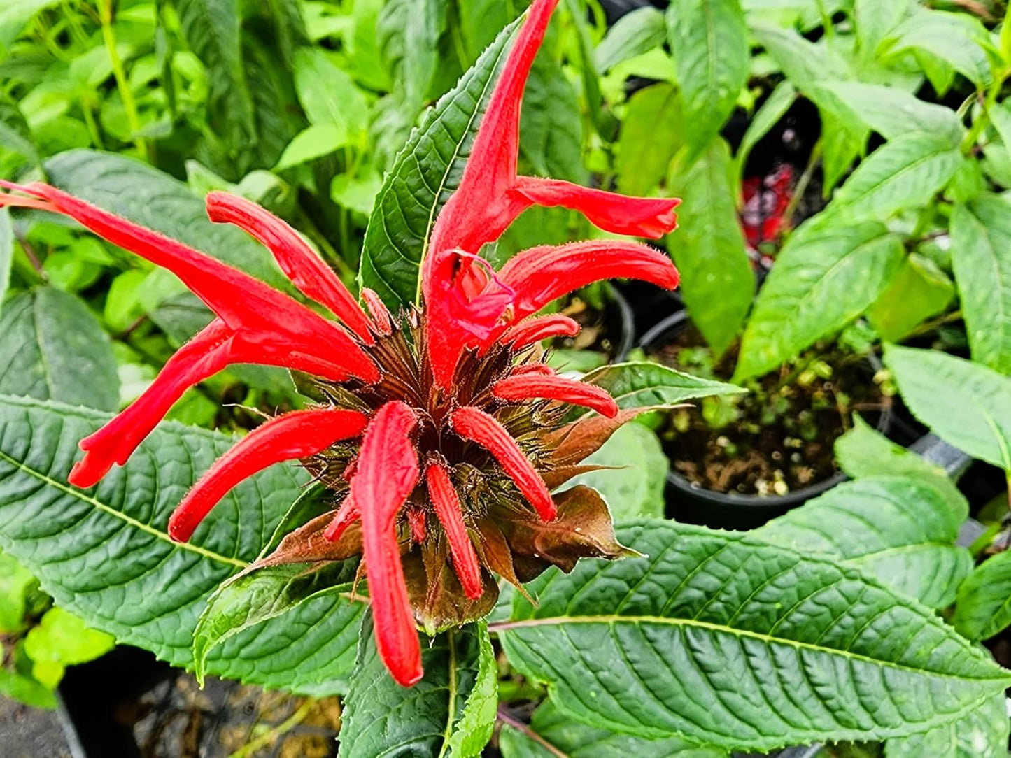 Greenwood Nursery: Live Perennial Plants - Bee Balm Jacob Cline + Monarda Didyma - [Qty: 5X Pint Pots] - (Click for Other Available Plants/Quantities)