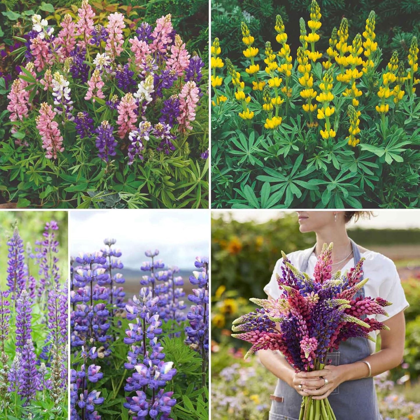 Eden Brothers Lupine Flower Mixed Seeds for Planting, 5 lb, 2,400,000+ Seeds with Russell, Arroyo, Yellow, Sky Lupine | Attracts Pollinators, Plant in Spring or Fall, Zones 3, 4, 5, 6, 7, 8, 9, 10