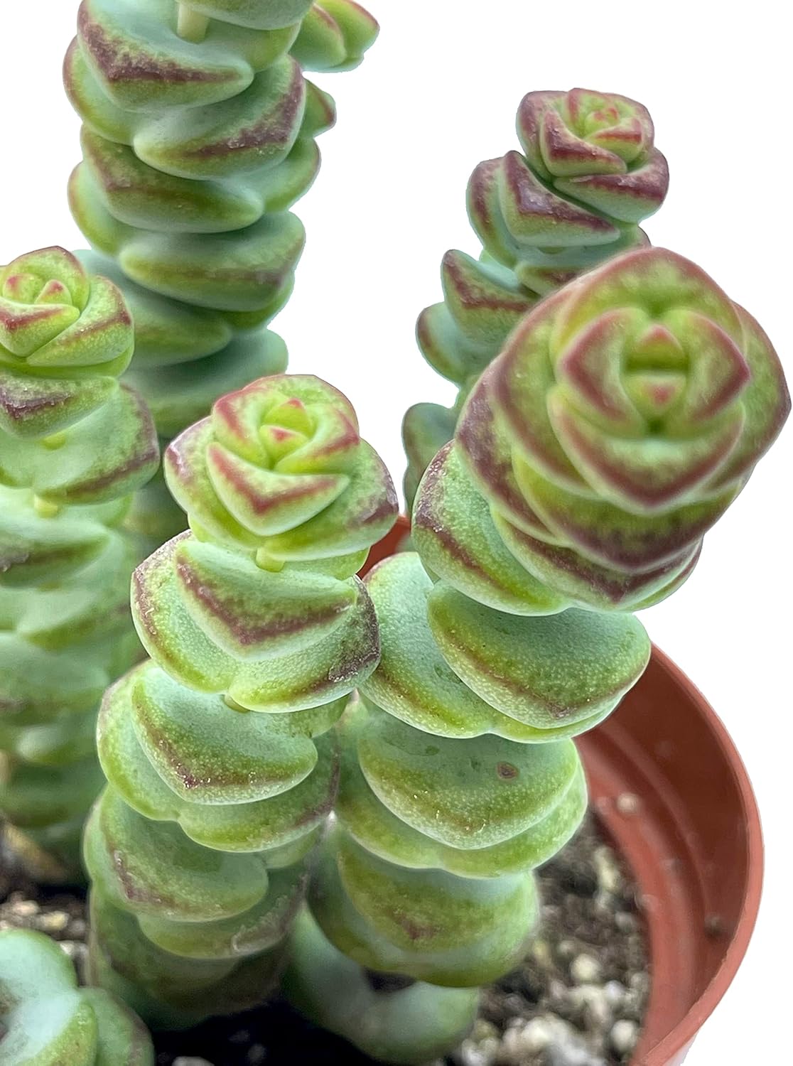 Live Succulent 4" Crassula Baby Necklace, Succulents Plants Live, Succulent Plants Fully Rooted, Hanging House Plant for Home Office Decoration, DIY Projects, Party Favor Gift by The Succulent Cult