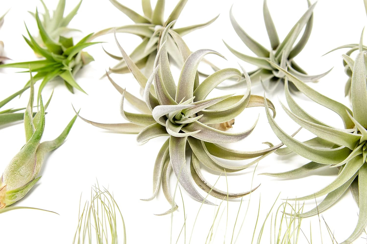 25 Pack of Classic Air Plants Variety - Live Succulent House Plants - Available in Wholesale and Bulk - Home and Garden Decor - Easy Care Indoor/Outdoor Air Plant