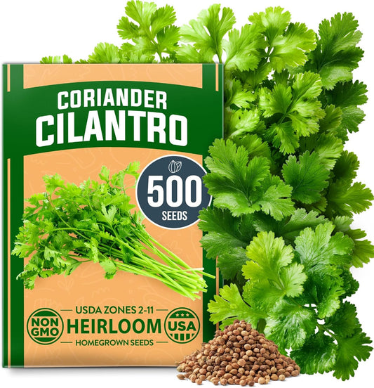 HOME GROWN 𝗨𝗦𝗔 𝗣𝗥𝗘𝗠𝗜𝗨𝗠 500+ Cilantro Seeds for Planting Indoors or Outdoors - Heirloom 𝗡𝗢𝗡-𝗚𝗠𝗢 Coriander Seeds, Grow Your Own Cilantro Plant - Culinary Herb Seeds for Your Herb Garden