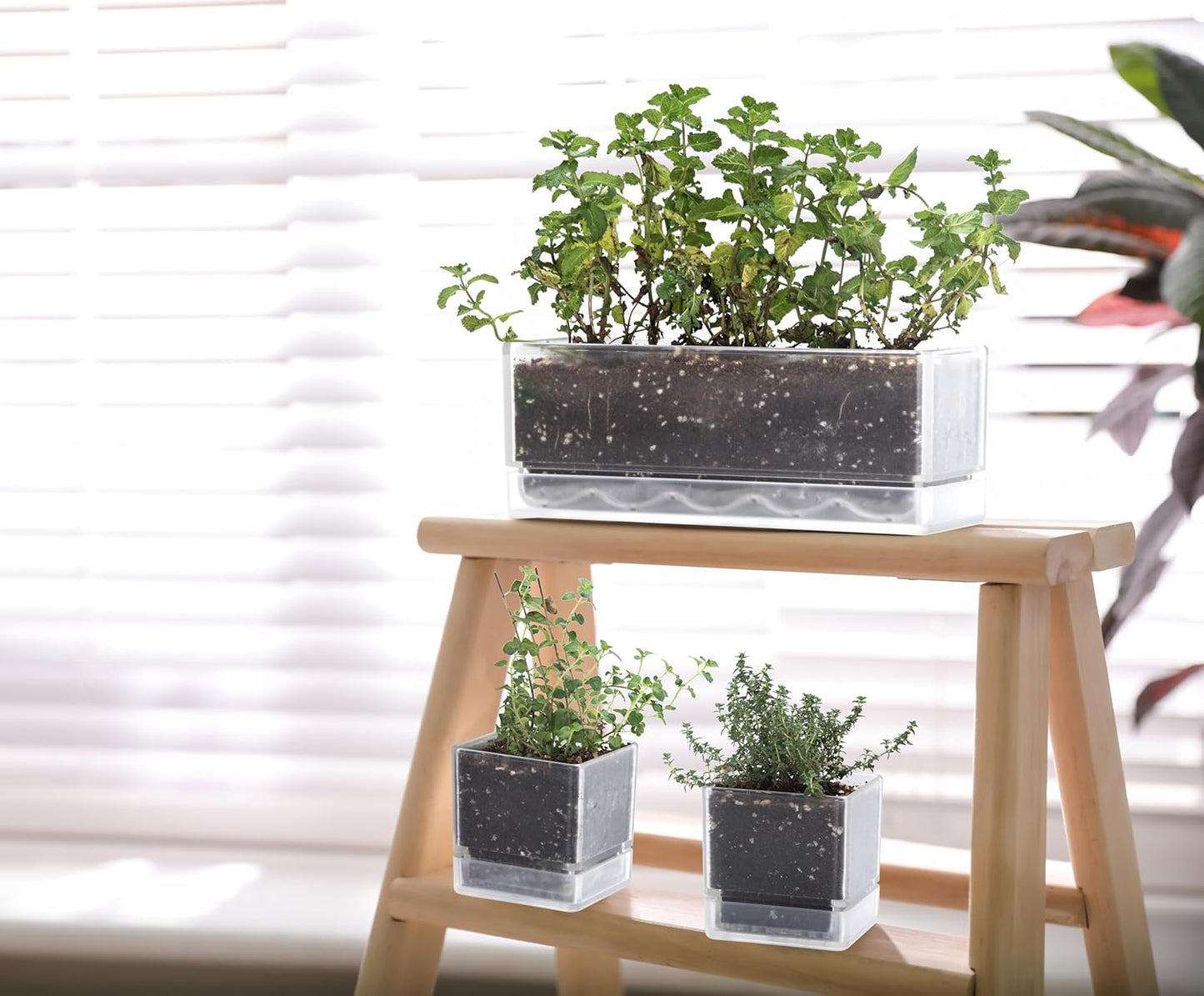 D'vine Dev 12 Inch Window Box Planter, Rectangle Plastic Herb Planter with Drainage Holes and Saucer, Indoor Succulent Cactus Vegetable Pot for Windowsill, Garden Balcony, Clear, Set of 1, 76-X-D-1