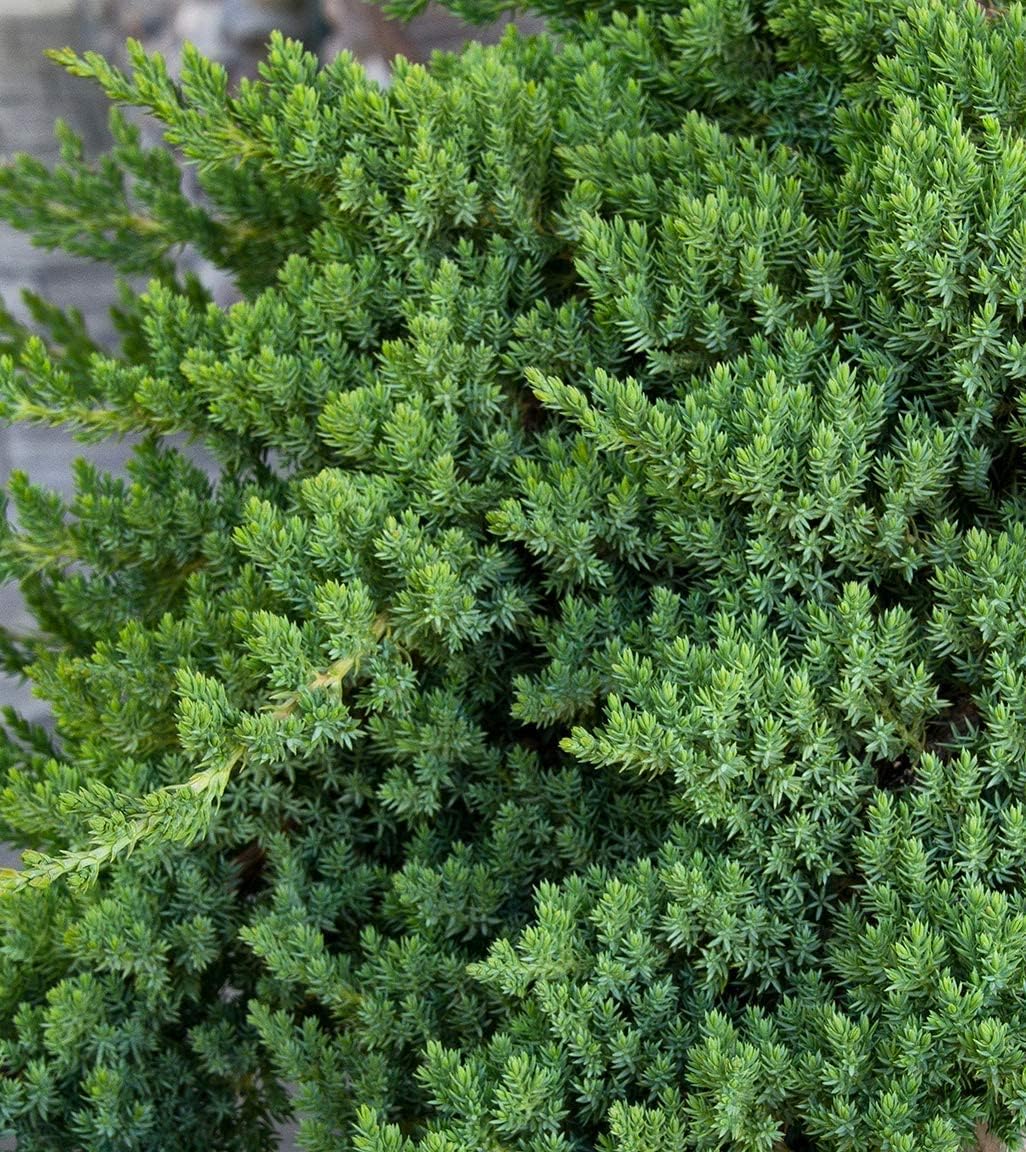 Juniper Procumbens Nana - 40 Live Plants - Drought Tolerant Evergreen Groundcover - Great for Bonsai