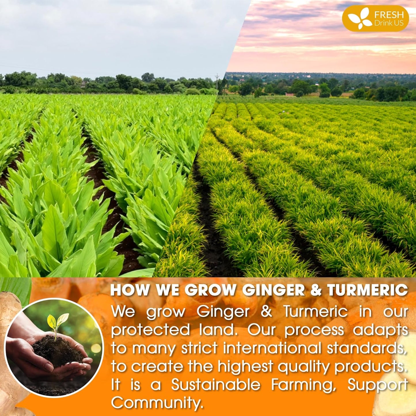 FreshDrinkUS, Premium 135 Turmeric Ginger Tea Bags, 100% Natural Ingredients, Hand-made Blend of Turmeric and Ginger Herbal Tea, Eco-conscious Tea Bags. No Sugar, No Caffeine, No Gluten, Vegan.