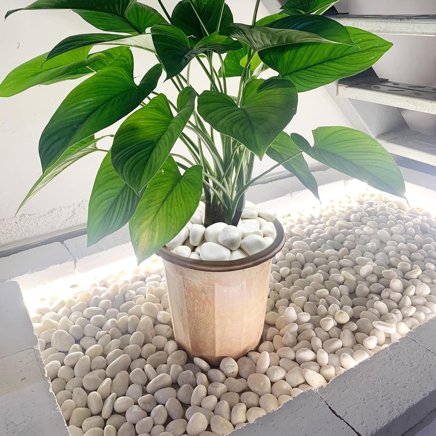 40 lbs White Stones for Garden, 1-2 Inch Decorative Polished White River Rocks for Plants Landscaping Vase Aquarium and Backyard Rocks