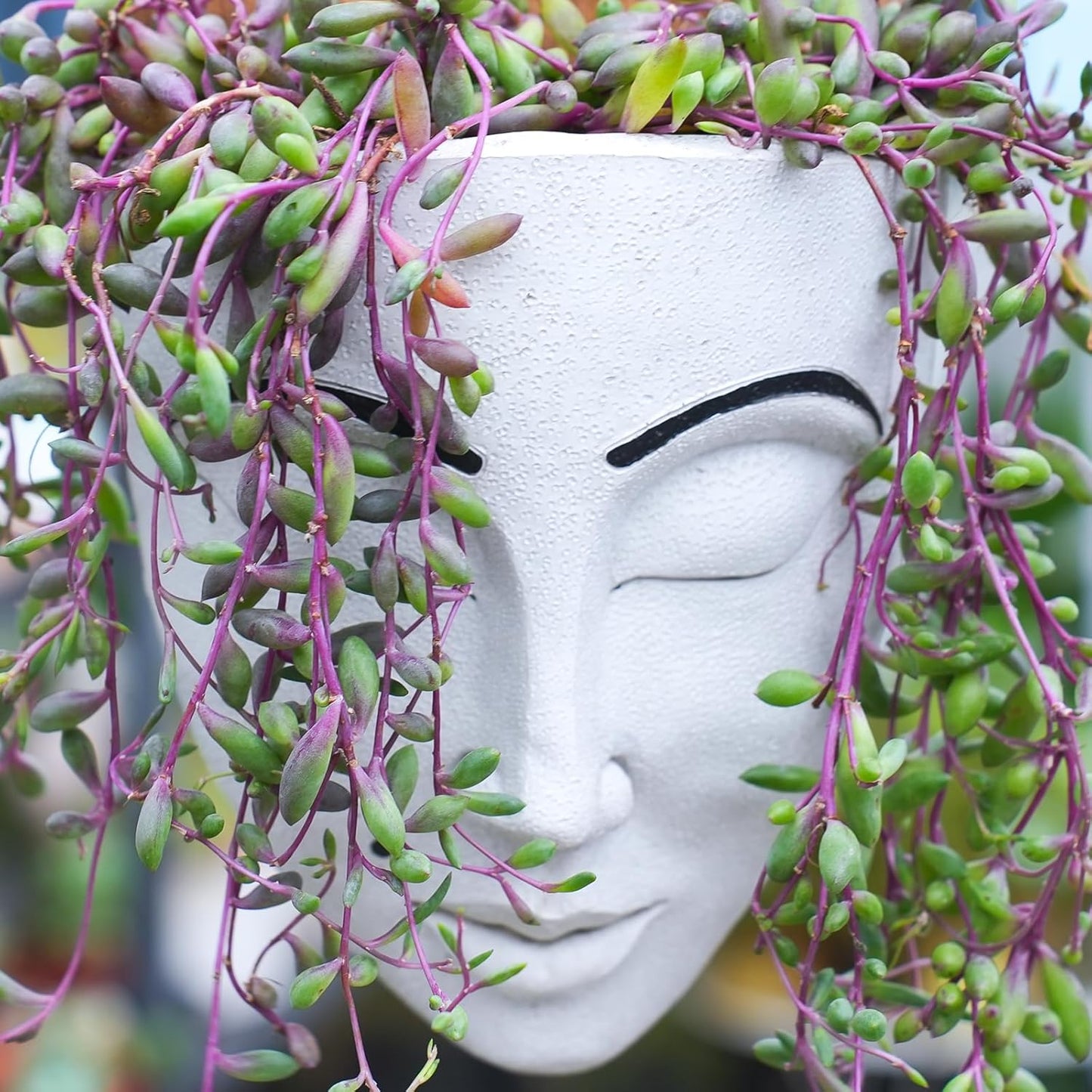 4" Ruby Necklace with White Stripe Pot, Live Othonna capensis L.H.Bailey Succulent, Purple Hanging Trailing House Plant for Home Office Wedding Decoration DIY Project Party Favor