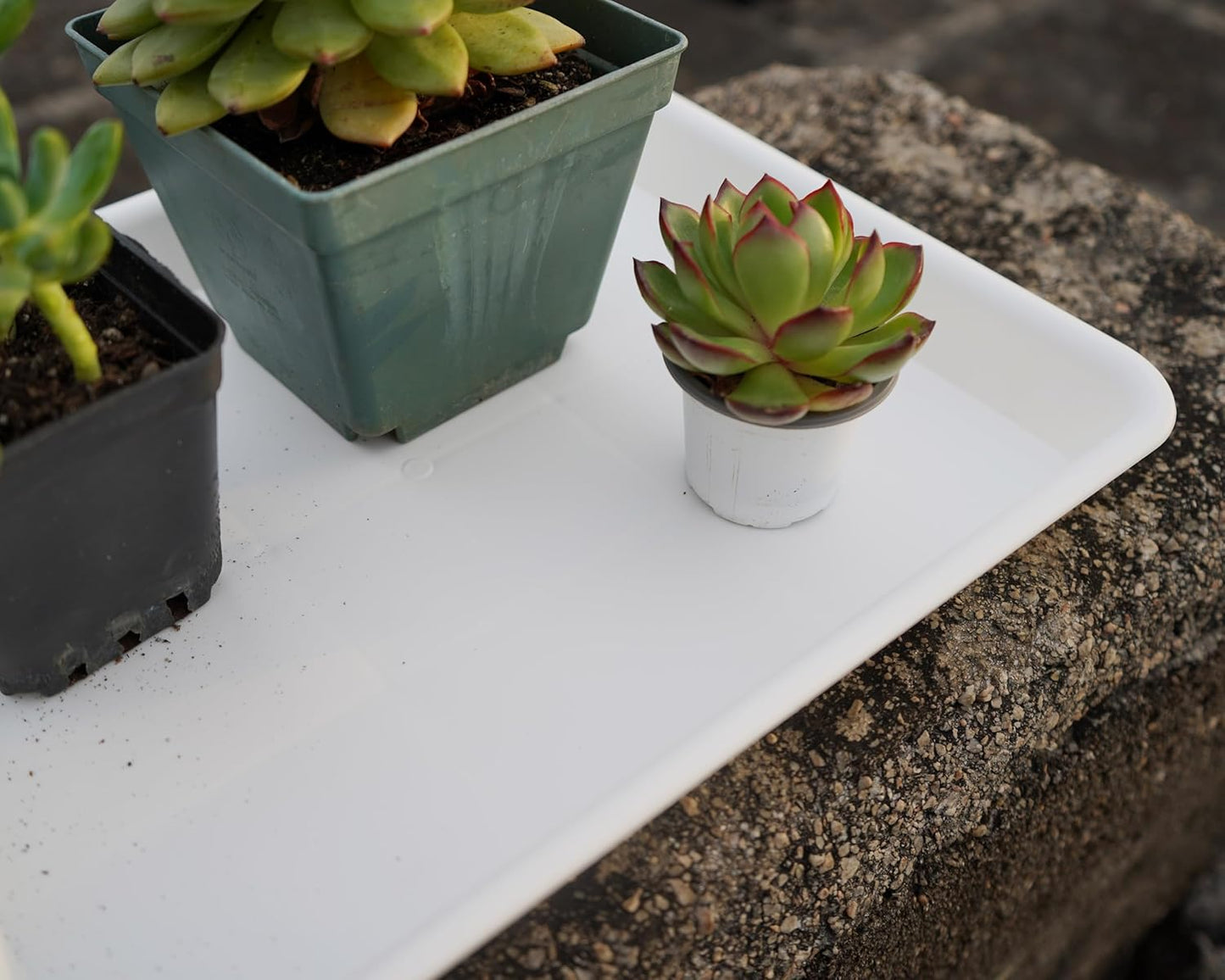 2 Pack Plant Saucer, Nursery Trays, Heavy Sturdy Seed Starting Tray for Indoors No Holes, Starter Growing Tray (17.5"x10.6", Creamy White)