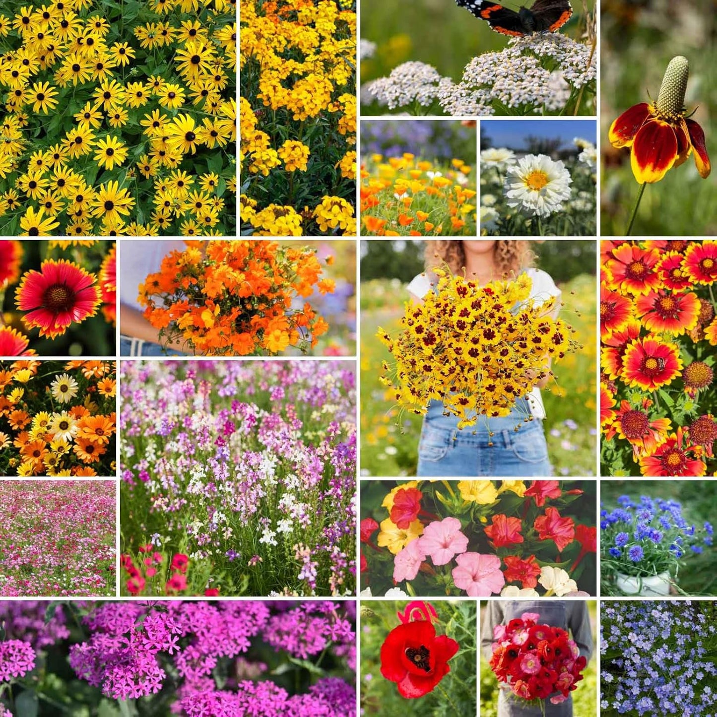 Eden Brothers Dry Area Wildflower Mixed Seeds for Planting, 1 lb, 480,000+ Seeds with Cosmos, African Daisy, Blue Flax | Attracts Pollinators, Plant in Spring or Fall, Zones 3, 4, 5, 6, 7, 8, 9, 10
