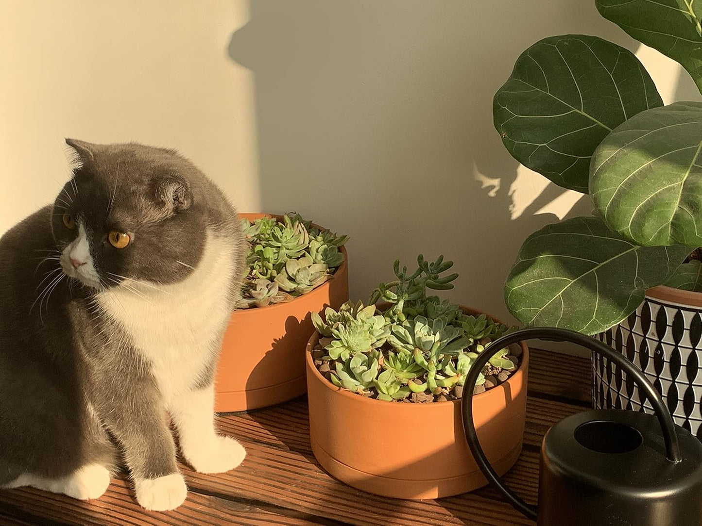 D'vine Dev 8 Inch Succulent Terracotta Shallow Pot with Drainage Hole and Saucer, Round Cylinder Planter Pot for Plant Flower, 40-Y-A-0