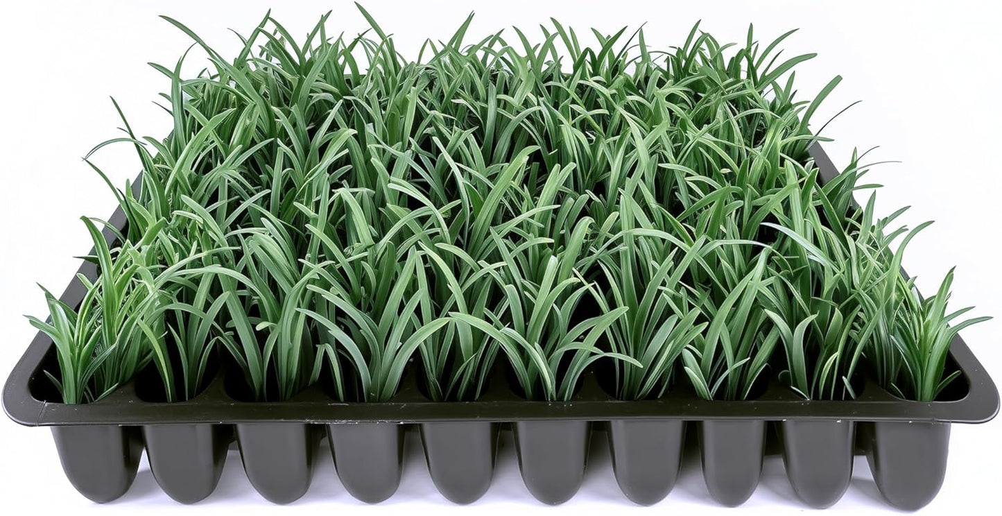 Dwarf Mondo Grass | 40 Live Plants | Ophiopogon Japonicus Nana | Lush Ground Cover | Shade Loving Low Maintenance Garden Solution | Ideal for Landscaping and Borders | Hardy and Evergreen