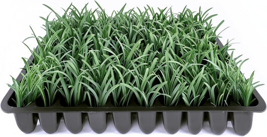 Dwarf Mondo Grass | 10 Live Plants | Ophiopogon Japonicus Nana | Lush Ground Cover | Shade Loving Low Maintenance Garden Solution | Ideal for Landscaping and Borders | Hardy and Evergreen