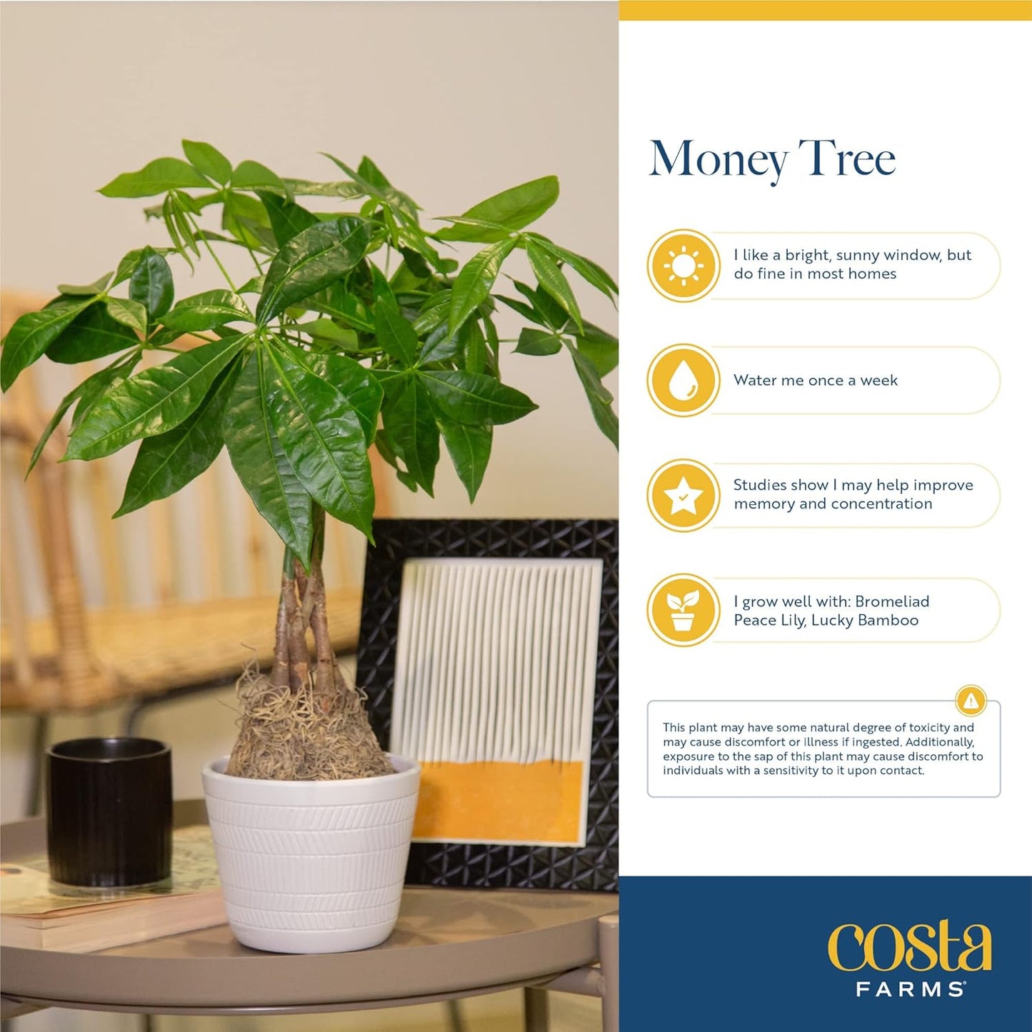 Costa Farms Money Tree Live Plant | 12-16 Inches Tall Bonsai | Easy to Grow Indoor Houseplant in Plant Pot | Home, Office, or Room Decor | Birthday, Housewarming Gift