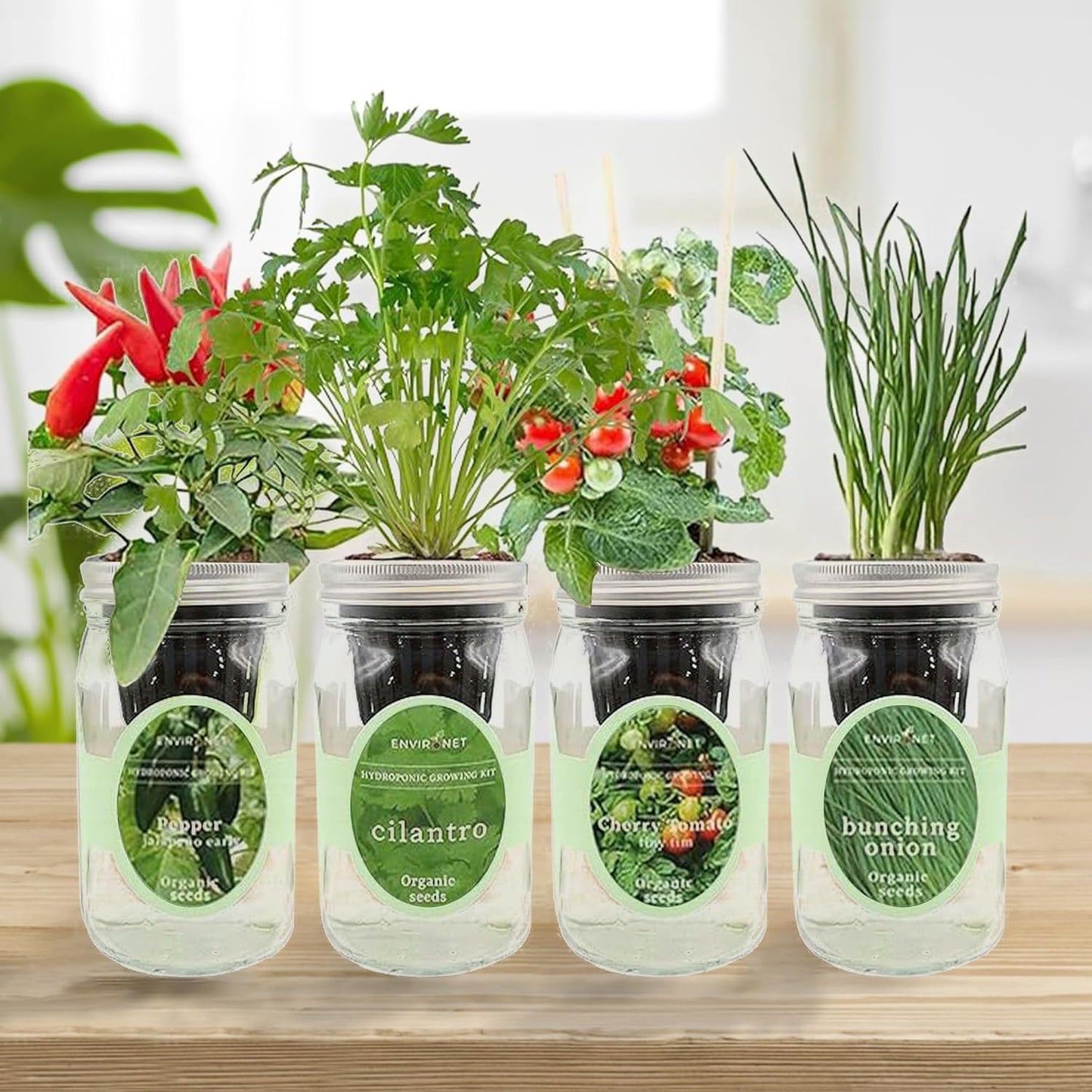 Hydroponic Mason Jar Indoor Garden Organic Seed Starter Kits - Zesty Salsa Growing Kits, Gardening Gift (Jalapeno Pepper, Cilantro, Cherry Tomato - Tiny Tim, Bunching Onion)