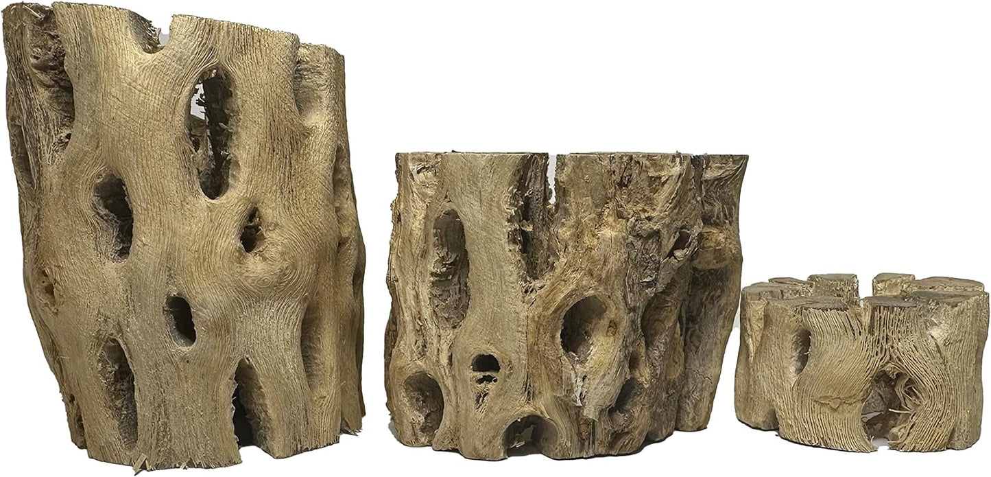 3 Natural Cholla Wood Air Plant Display Holders Tiered 1, 2 & 3 inch Individually Unique Round Decorative Stands