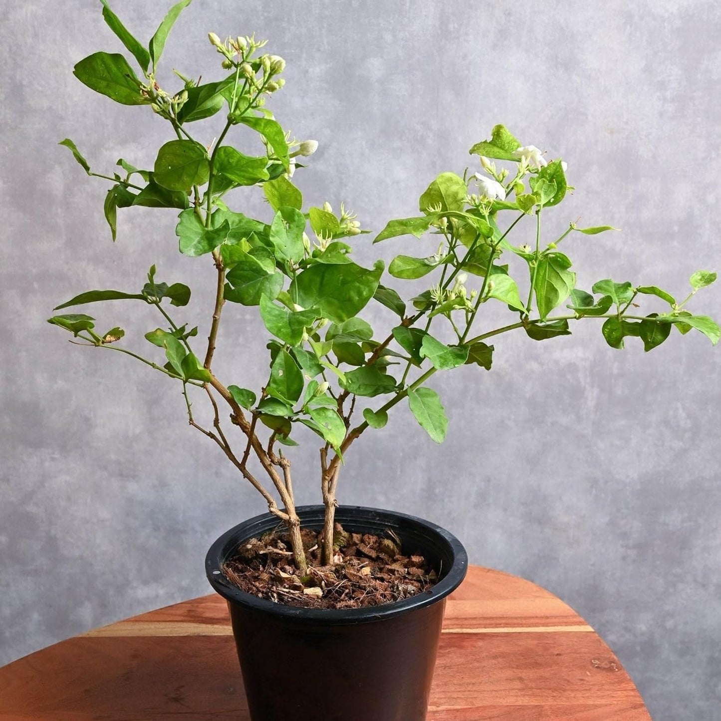 Arabian Jasmine (Jasminum Sambac) - Live, Fragrant, Blooming, Indoor/Outdoor Decorative Plant (4 Arab jas Cups)