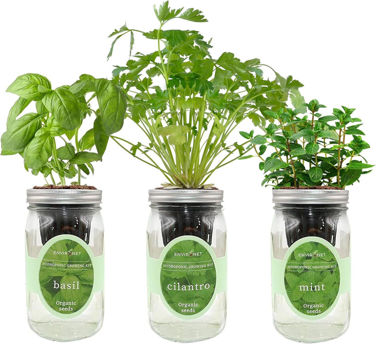 Hydroponic Herb Growing Kit Set, Self-Watering Mason Jar Herb Garden Starter Kit Indoor, Window Herbs Garden, Grow Your Own Herbs from Organic Seeds (Basil, Cilantro and Mint)