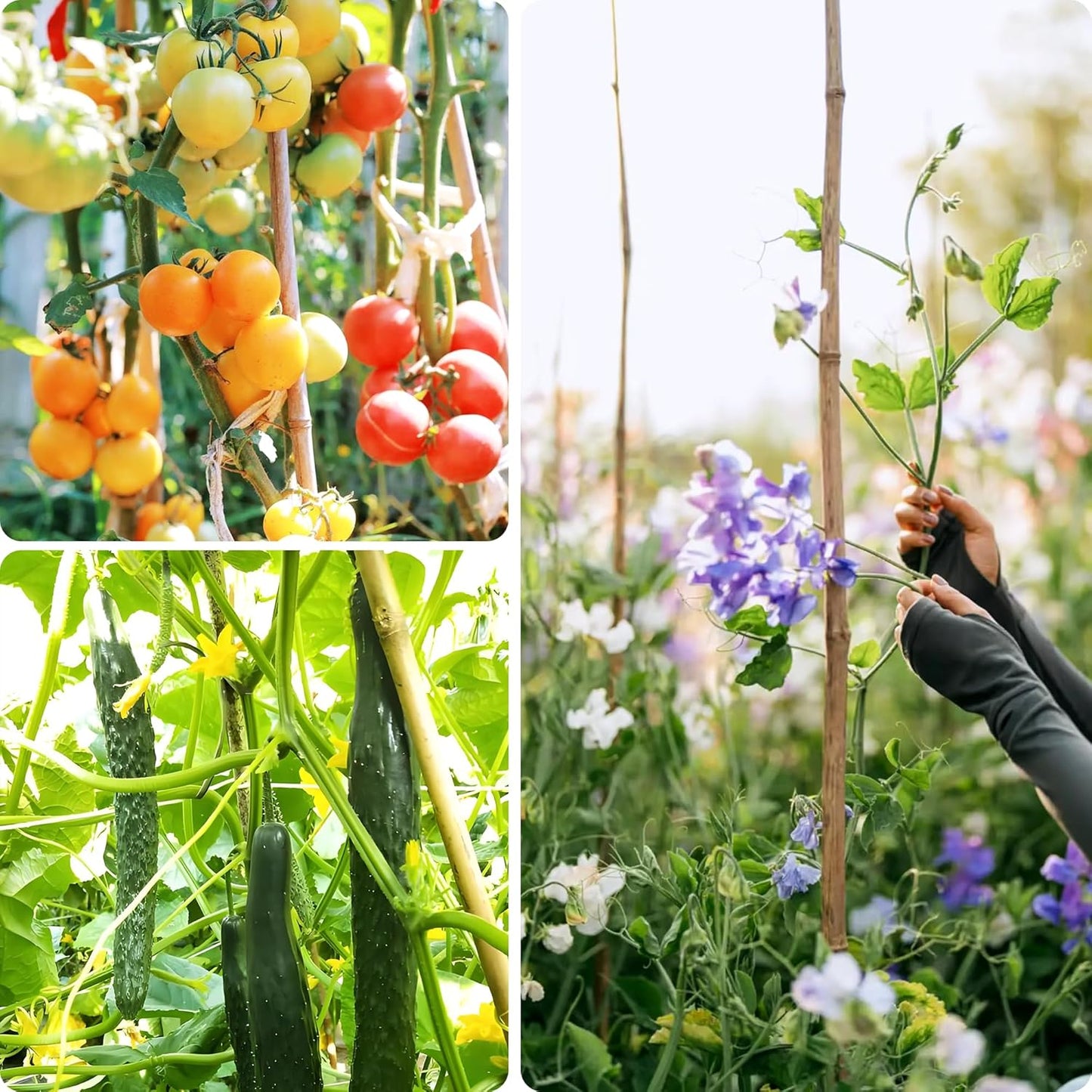 Bamboo Stakes 3ft, 50 Pack Bamboo Garden Stakes 3 Feet, Natural Plant Stakes for Tomatoes and Climbing Plant Support, Bamboo Sticks for Plants