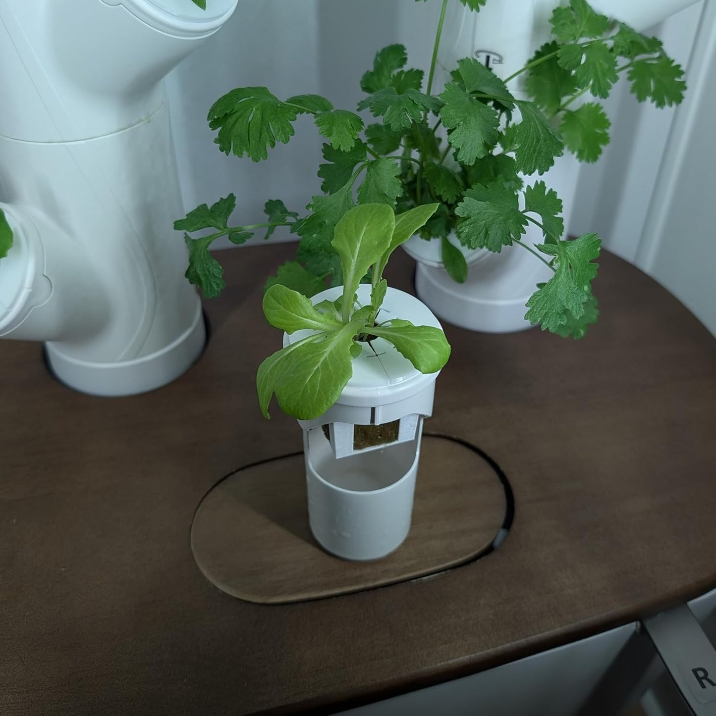 Grow Cubes for Hydroponic System/Compatible with Gardyn (5 Grow Cubes)