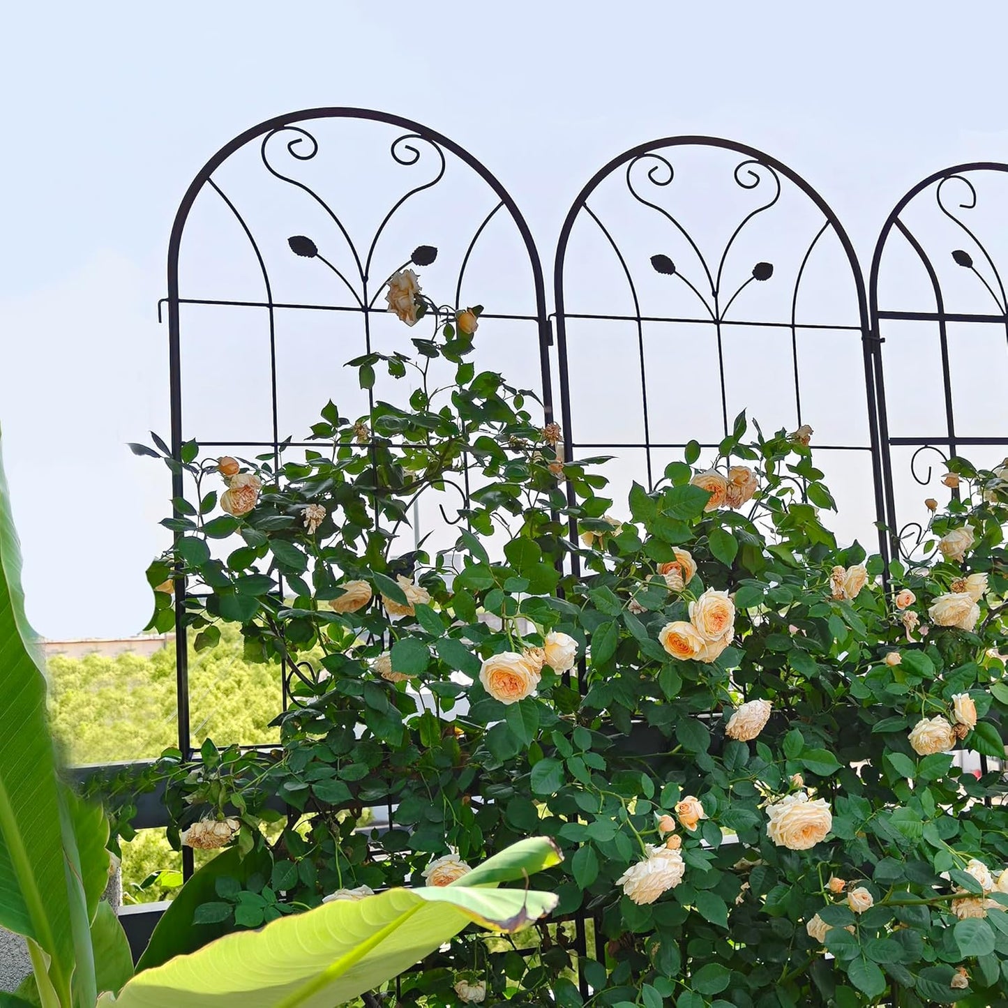 4 Pack Garden Trellises with Black Metal Coating, Trellis for Climbing Plants Outdoor, Roses, Vegetables, Vines, Cucumbers-19.7×86.7 inches.