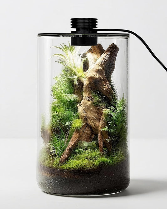 Desktop Glass Terrarium with Grow Light (9.8" H x 5.9" D) - for Succulents, Moss, Mini Gardens, Betta Fish Tanks, Mushroom Cultivation | Indoor Plant Growth | Office/Home Decor | Plant Lover Gifts
