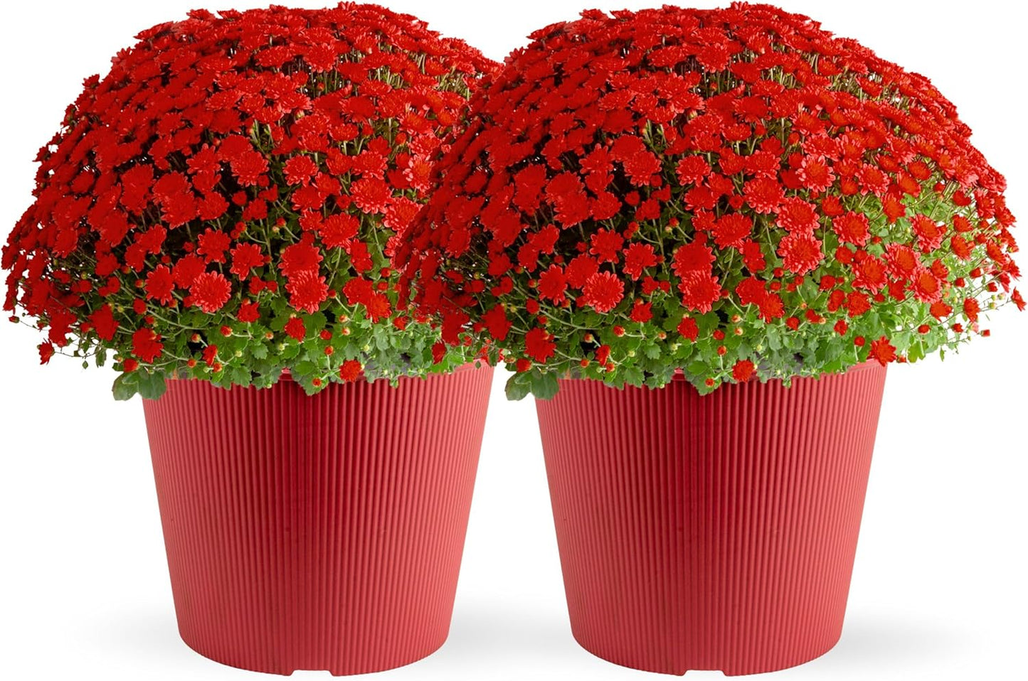 Costa Farms Live Plants – Fall Mums 2-Pack (Red) in Color Pots | 3 Qt. Seasonal Houseplants & Outdoor Flowers for Porch, Patio, or Garden | Ships in Bud Form for Longer Bloom